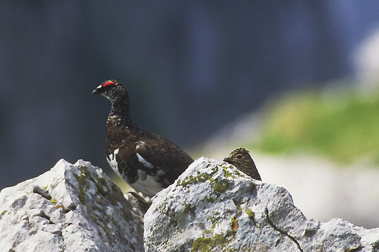 Black grouse