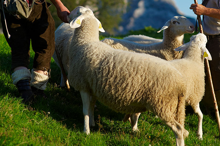 Festival ovčje volne Bicka