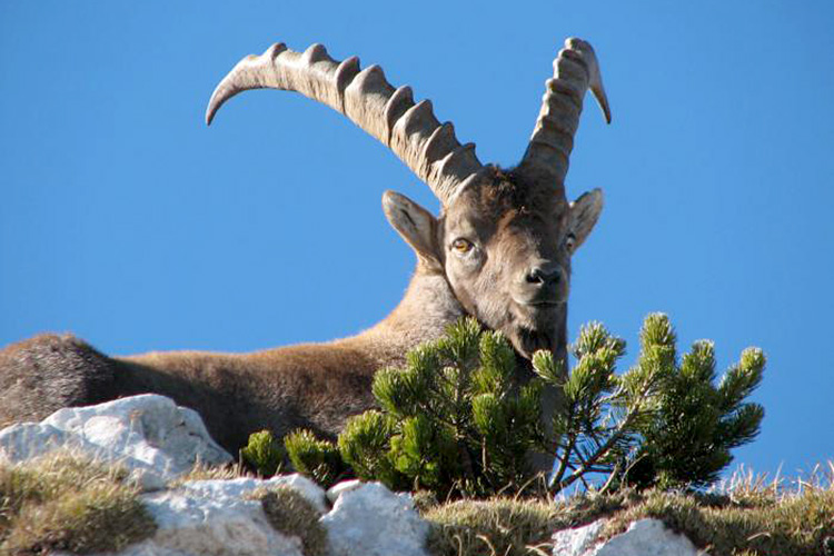 Alpine ibex