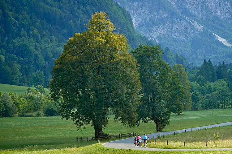 Logar linden tree