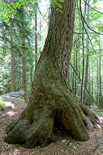 Larch tree on the Klemenča jama pasture