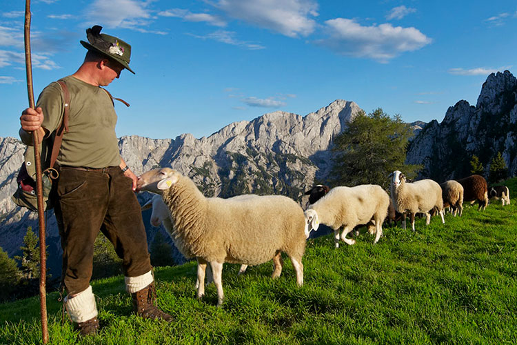 Jezersko-Solčava breed of sheep