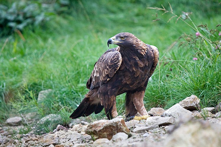 Golden eagle