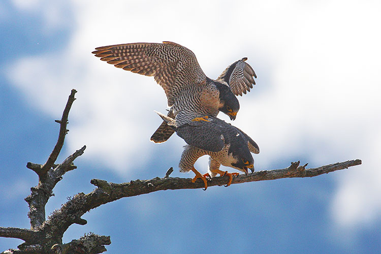 Peregrine falcon