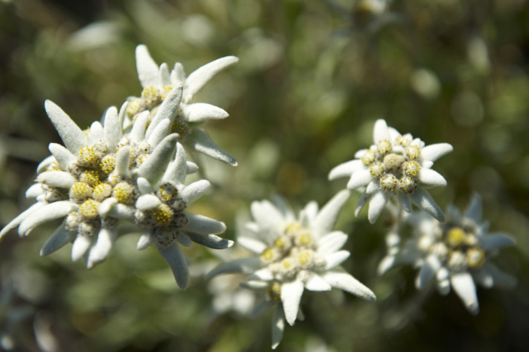 Edelweiss