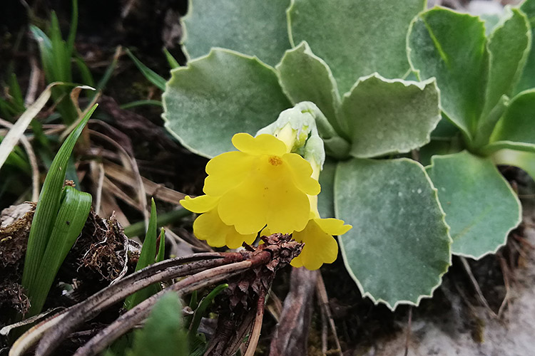 Auricula