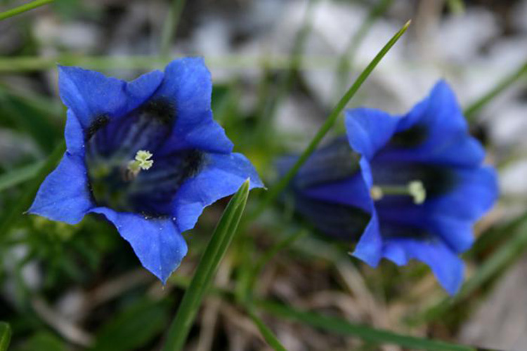 Gentiana