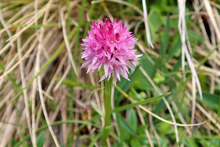 Kamnik orchid