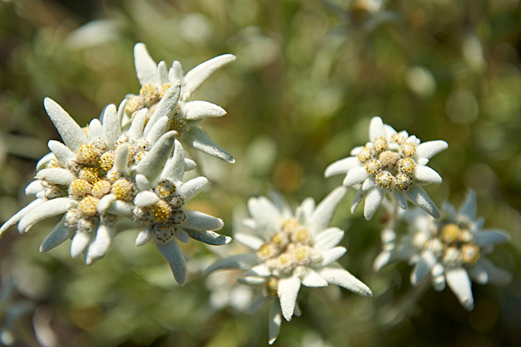 Edelweiss