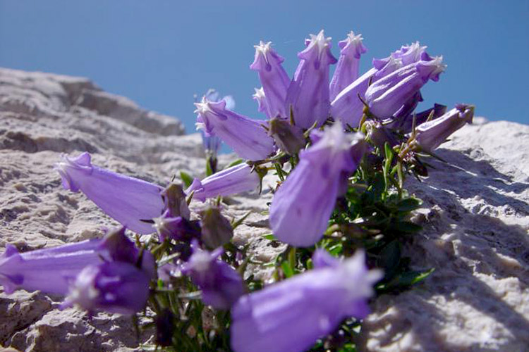 Zois’s bellflower